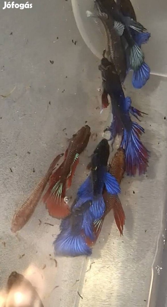 Betta splebdens   [halfmoon]